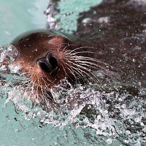 California Sea Lion at Knowsley Safari 22/12/2016