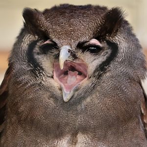 Verreux's Eagle Owl at Knowsley Safari 22/12/2016
