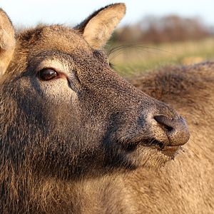 Pere David's Deer at Knowsley Safari 22/12/2016