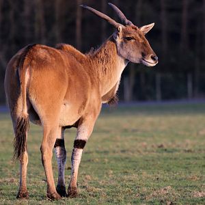 Eland at Knowsley 22/12/2016