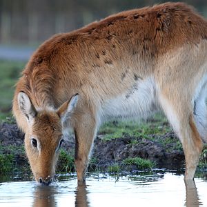Kafue Flats Lechwe at Knowsley 22/12/2016