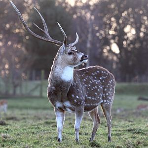 Axis Deer Stag at Knowsley 22/12/2016