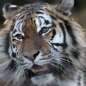 Amur Tiger at Knowsley Safari 22/12/2016