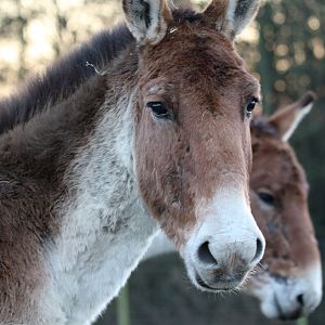 Eastern Kiang at Knowsley Safari 22/12/2016