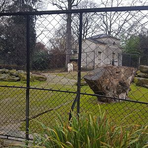 mountain goat enclosure