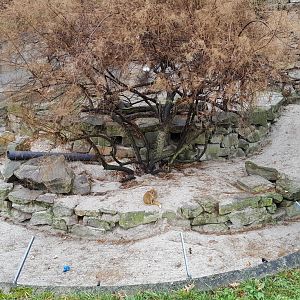 yellow mongoose enclosure