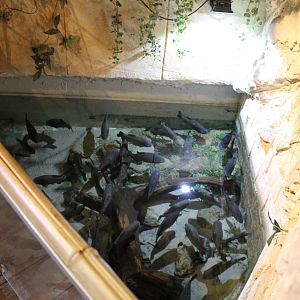 Red-bellied piranhas