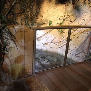 Enclosure Red-bellied-piranha