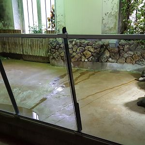 aldabra tortoise winter enclosure