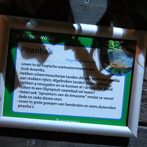 Sign Red-bellied piranha