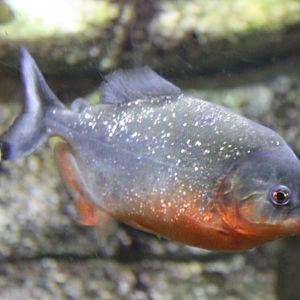Red-bellied piranha