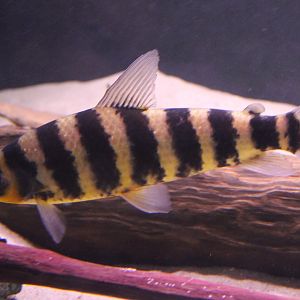 Leporinus fasciatus