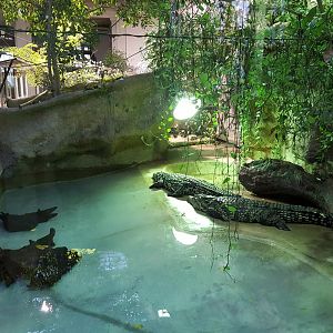 nile crococdile enclosure