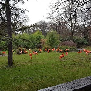 caribbean flamingo enclosure