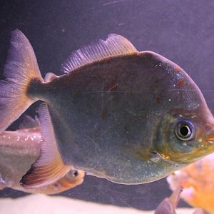 Red-hook Silver Dollar