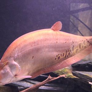Clown knifefish