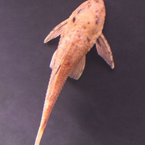 Hypostomus plecostomus