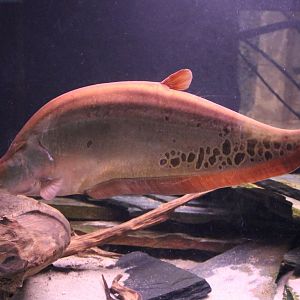 Clown knifefish