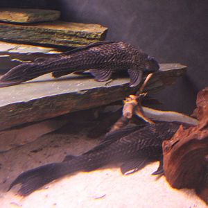 Hypostomus plecostomus