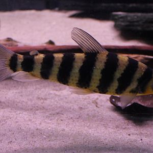 Leporinus fasciatus