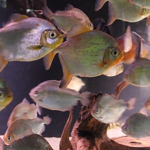 Red-hook Silver Dollars