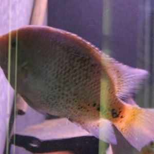 Cichlid ID