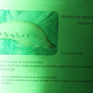 Clown knifefish Sign