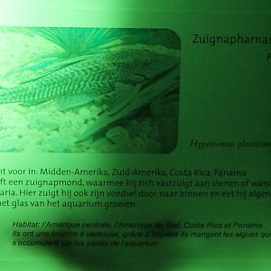 Sign Hypostomus plecostomus