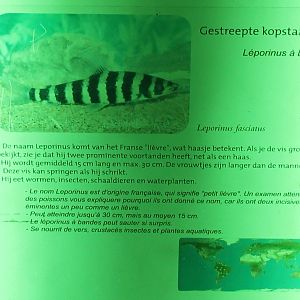 Sign Leporinus fasciatus