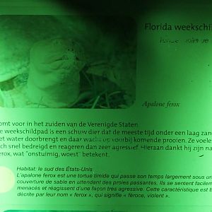 Sign Florida softshell Turtle