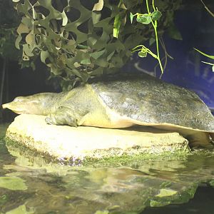Florida softshell turtle