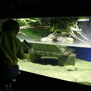 Enclosure Florida softshell turtle