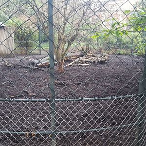 Visayan warty pig enclosure