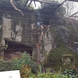 palm cockatoo aviary