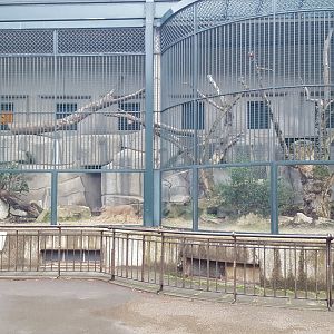 caracal outdoor enclosure