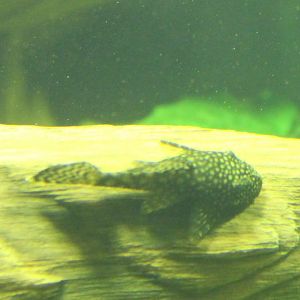 Catfish -pleco ID