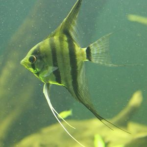 Freshwater angelfish