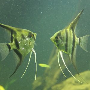 Freshwater angelfishes