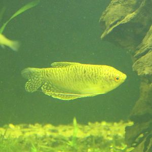 Gourami ID