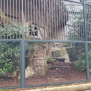 snow leopard outdoor enclosure