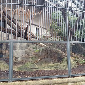 chinese leopard outdoor enclosure