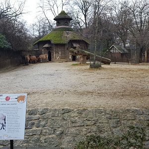 przewalski horse enclosure