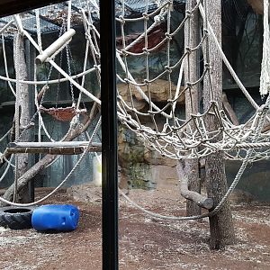 orangutan outdoor enclosure