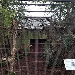 Great grey owl aviary