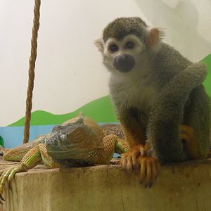 Squirrel monkey & iguana
