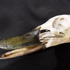 Mallard skull