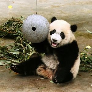 Dingding The Panda
