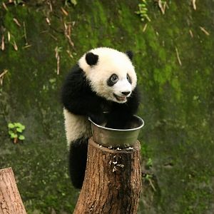 Dingding The Panda