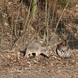 Red kangaroo and Wallaby