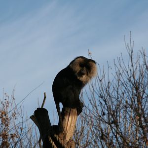 Lion-tailed macaque